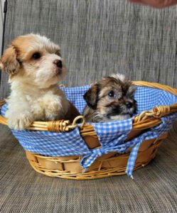 male Havanese puppy for sale