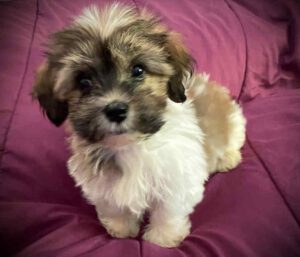 Havanese puppy for sale