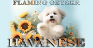 Flaming Geyser Havanese