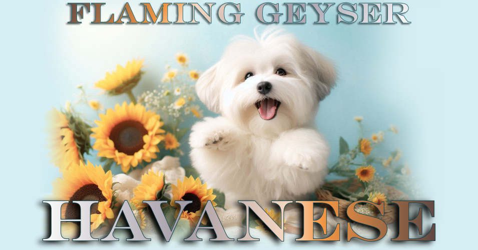 Flaming Geyser Havanese